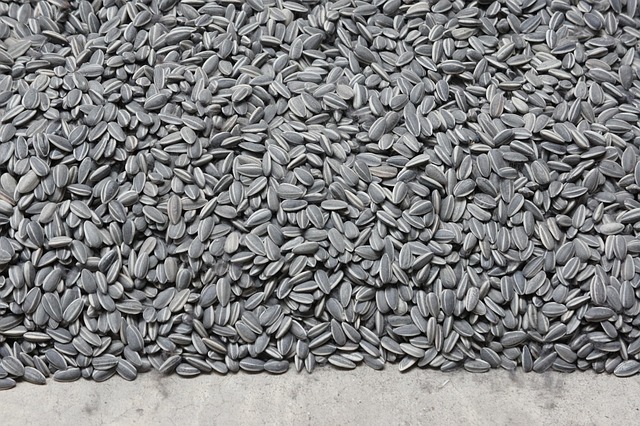 Free Sunflower Seeds Sunflower photo and picture