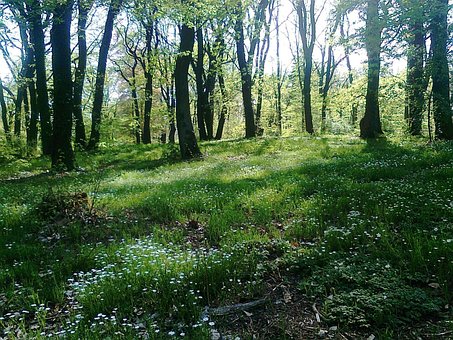 Lichtung, Wald, Frühling, Babelsberg