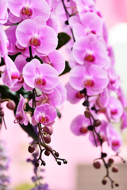 Free Travel Flower photo and picture