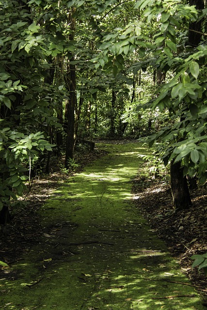 Weg, Baum, Wald, Landschaft, Laub