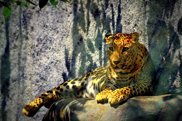 Free Leopard Cheetah photo and picture