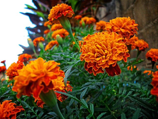 Free Plant Living Things photo and picture