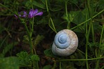 snails, wrap, fortress