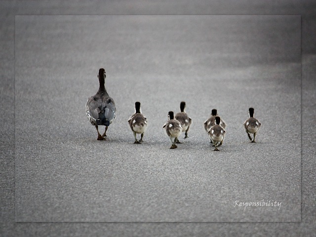 Free Ducks Ducklings photo and picture