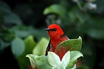 scarlett honeyeater, bird, red