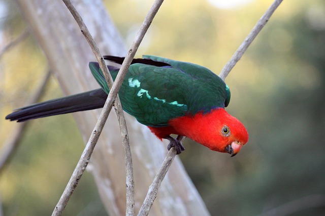 Free King Parrot Red photo and picture