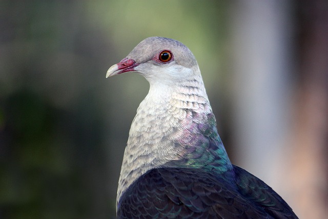 Free Bird Nature photo and picture