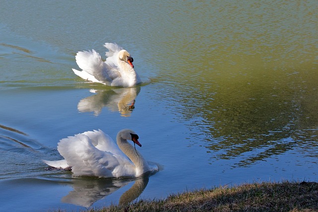 Free Swan Nature photo and picture
