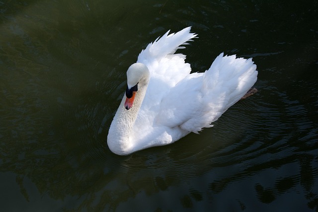 Free Swan Nature photo and picture
