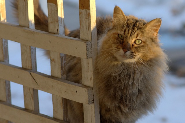 Free Cat Rustic photo and picture