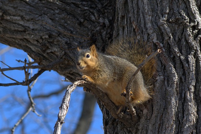 Free Squirrel Tree photo and picture