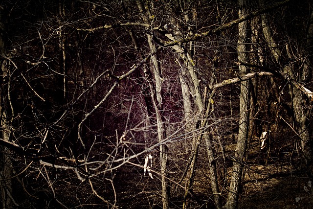 Free Tree Nature photo and picture