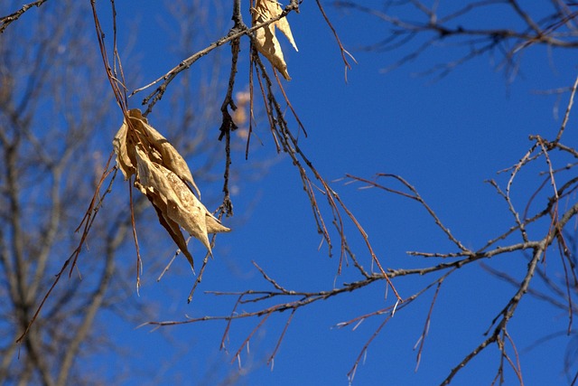 Free Tree Leaf photo and picture