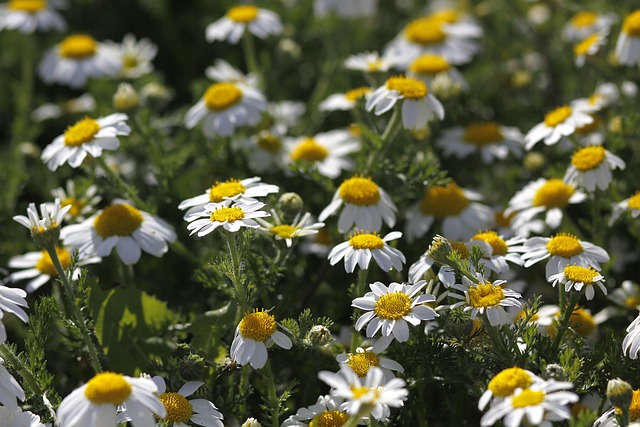 Free Flowers Daisies photo and picture