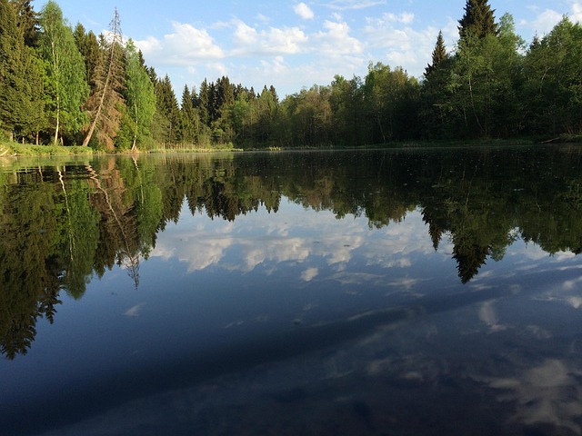 Free Forest Pond photo and picture