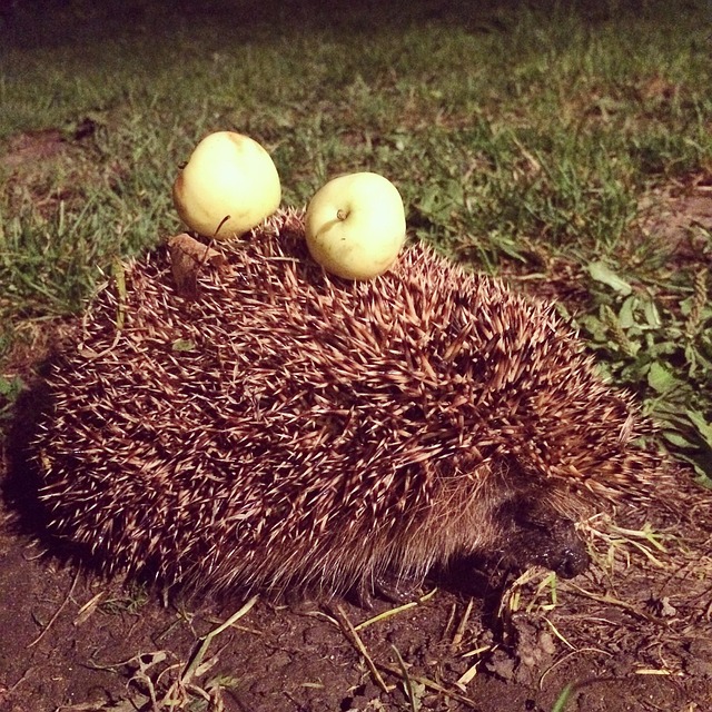 Free Hedgehog Apples photo and picture