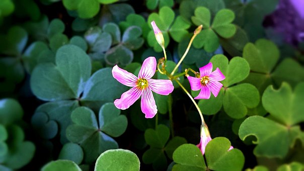 Floare, Flori Fundal, Floră