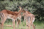 springbuck, antelope, africa