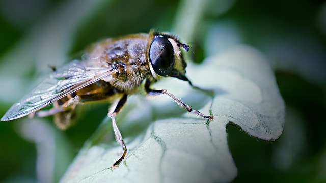 Free Bee Nature photo and picture
