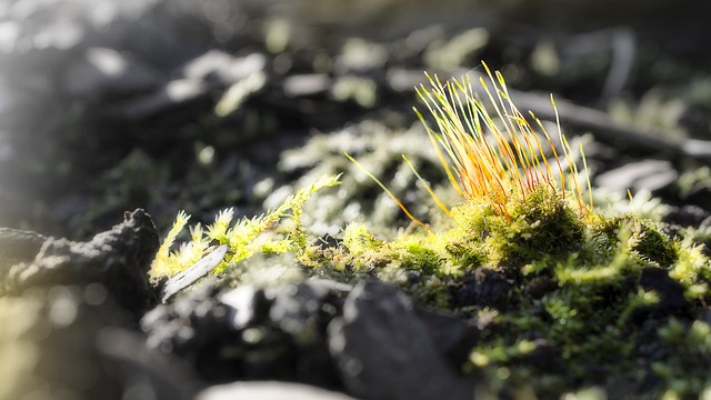 Free Moss Macro photo and picture