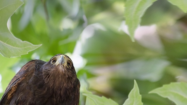 Free Bird Falcon photo and picture