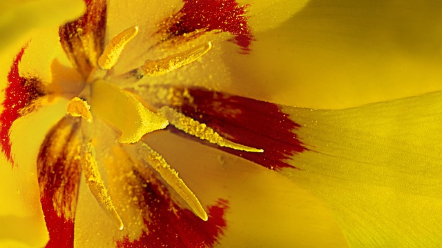 Free Tulip Beautiful Flowers photo and picture