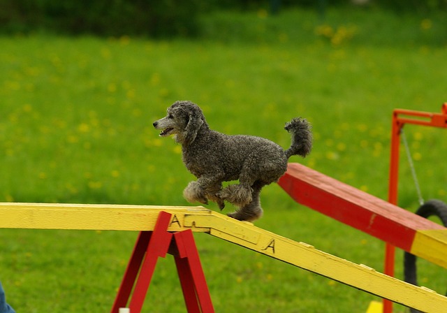 300 Free Agility Hunder Agility Images Pixabay 300 Free Agility Hunder Agility Images Pixabay