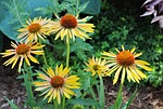 harvest moon coneflower, garden, floral