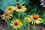 harvest moon coneflower, floral, garden