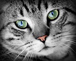 cat, animal, animal portrait