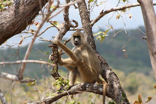 Free Baboon Safari photo and picture