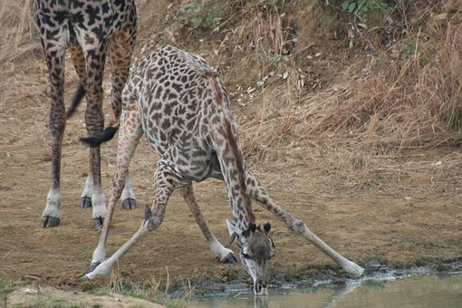 Free Giraffe Safari photo and picture