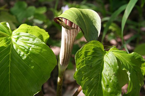 Free Jack-In-The-Pulpit Flower Wallpaper photo and picture