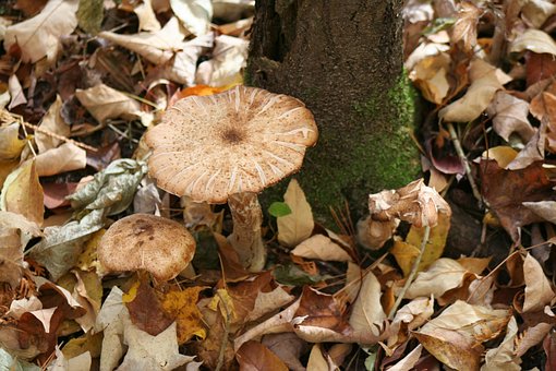 Free Mushroom Forest photo and picture
