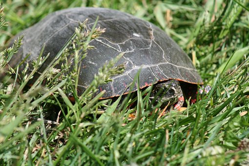 Free Turtle Animal photo and picture