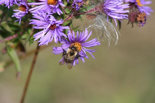 Free Bee Flower photo and picture