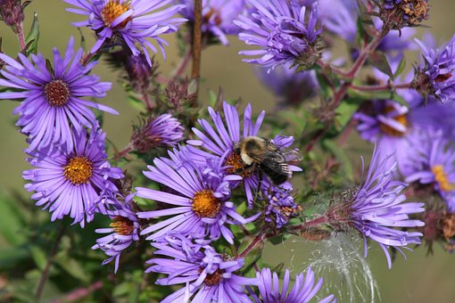 Free Bee Beautiful Flowers photo and picture
