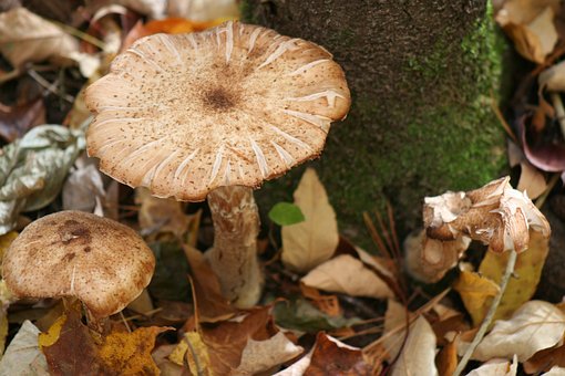 Free Mushroom Forest photo and picture