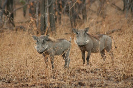 Free Warthogs Safari photo and picture