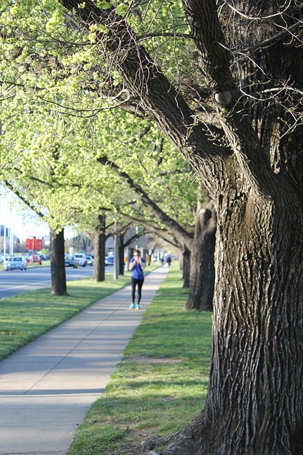 Free Jogging Tree photo and picture