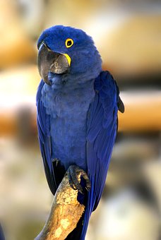 Blue Macaw, Bird, Tropical Birds
