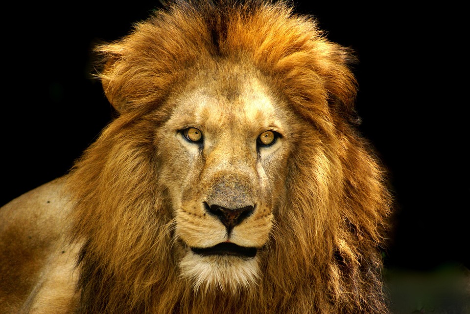 Photo Gratuite Lion F roce Crini re Image Gratuite Sur Pixabay 