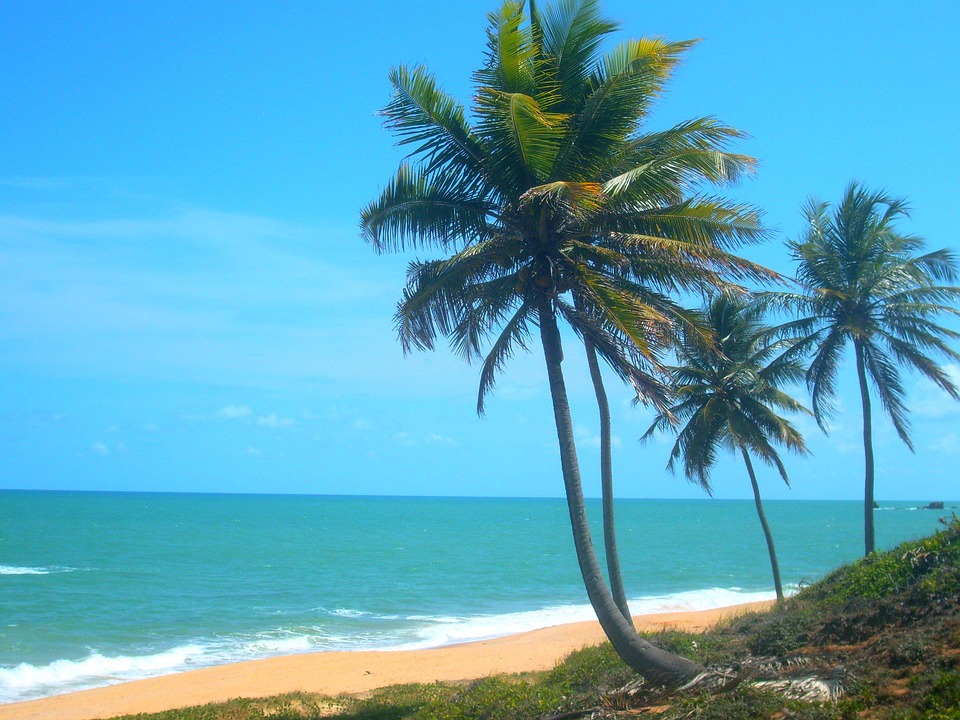 Coconut Trees Beach Coast Free photo on Pixabay
