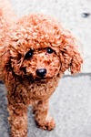 dog, woolpack, brown