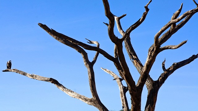 Free Vulture Tree photo and picture