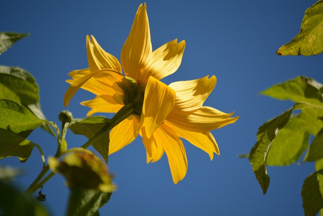 Free Flower Flower Wallpaper photo and picture