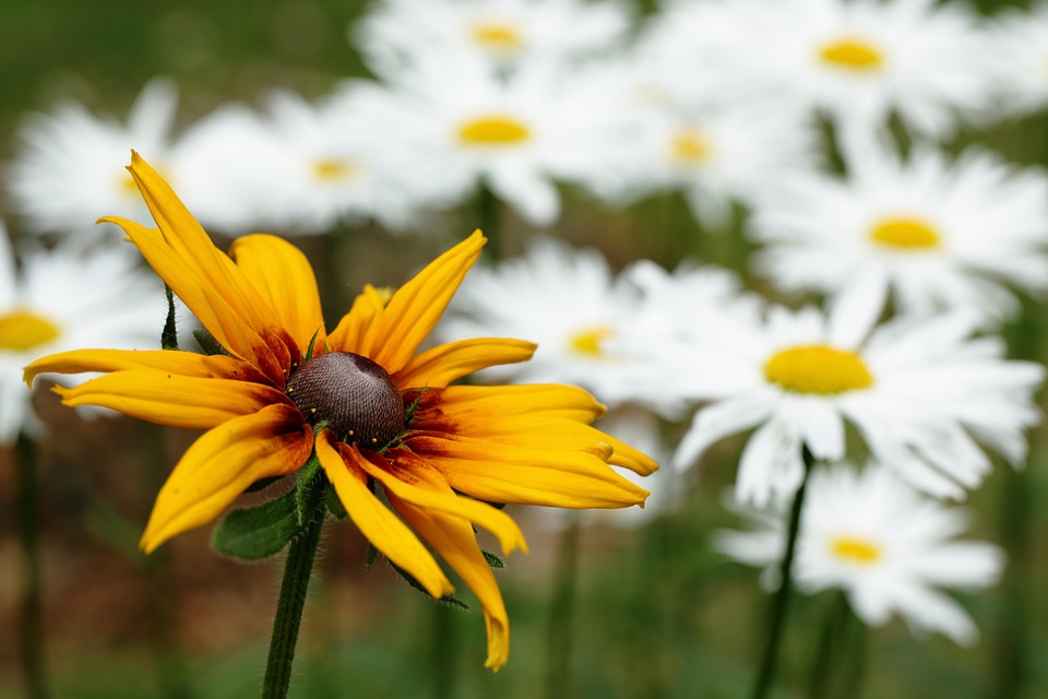 Sentimentos Em Flores E Palavras ƹӝʒ Sentimentos Em Flores E