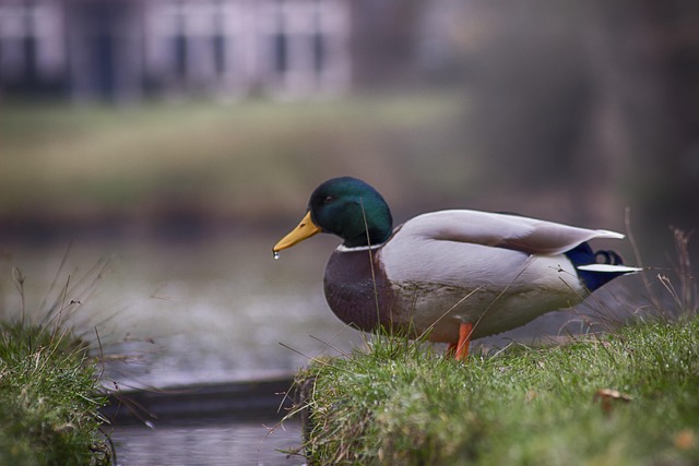 Free Easter Duck photo and picture