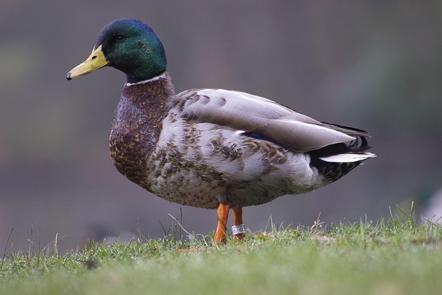 Free Easter Duck photo and picture