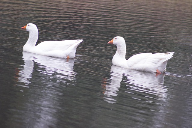 Free White Geese Duo photo and picture